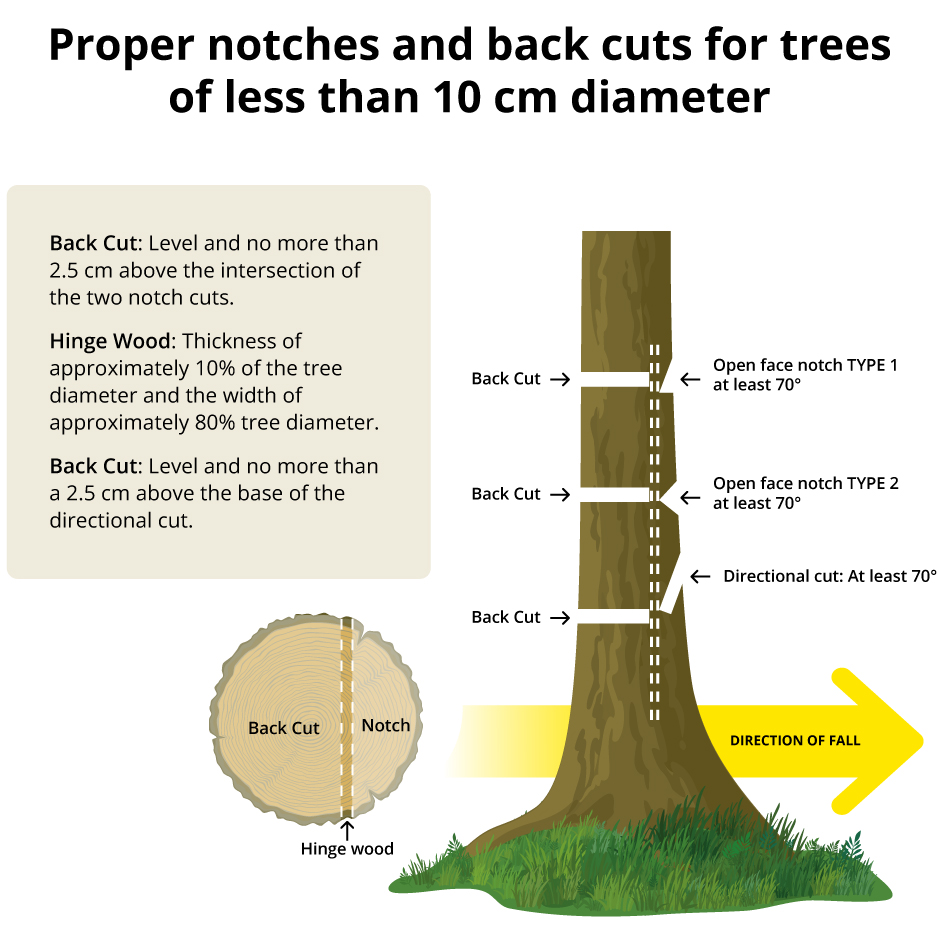 Proper Notches and Back Cuts for Trees of less than 10 cm diameter