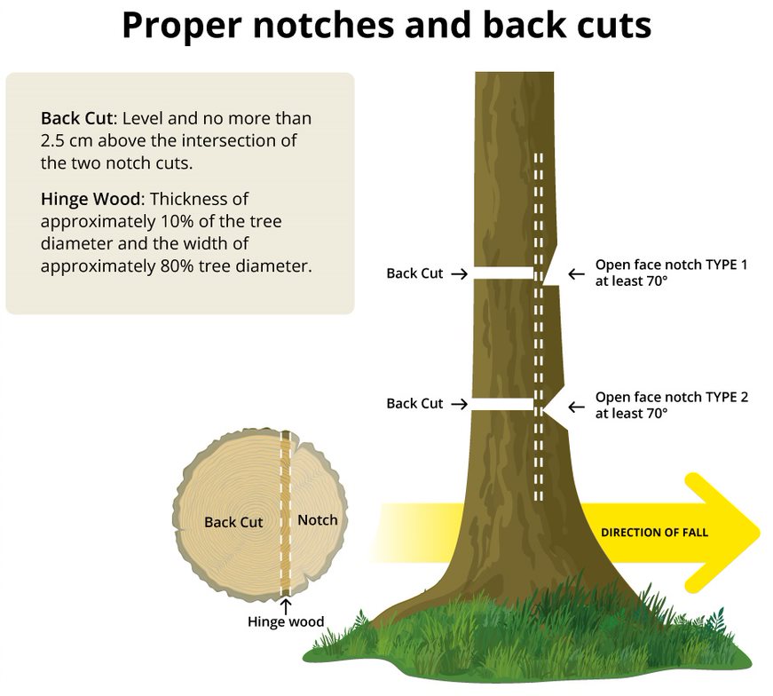 Proper Notches and Back Cuts